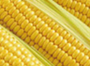 maize