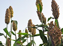 sorghum