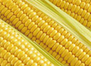 maize