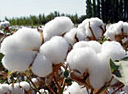 cotton