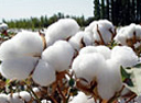 cotton