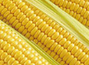 maize