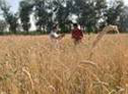 triticale