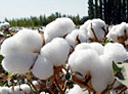 cotton