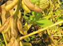 soybean