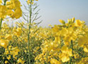 rapeseed